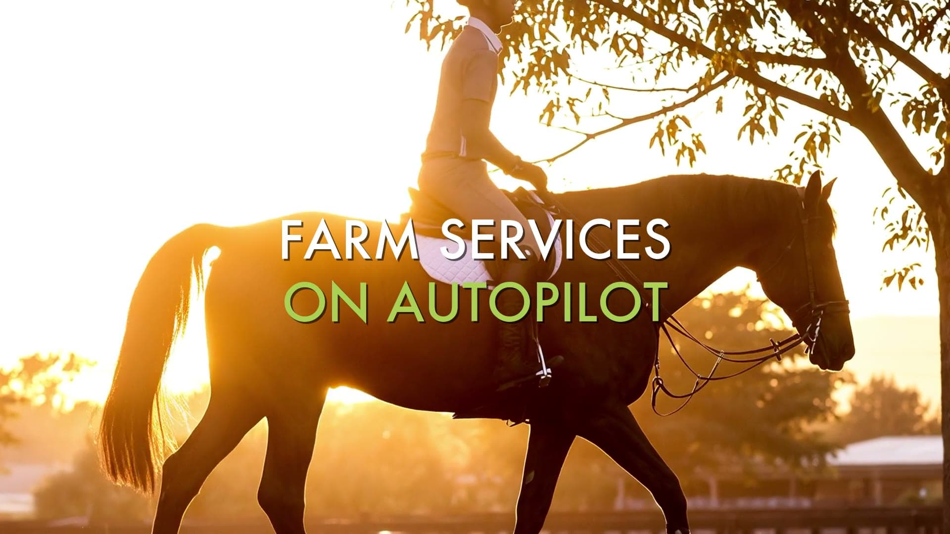 A rider at golden hour on a Wellington horse farm